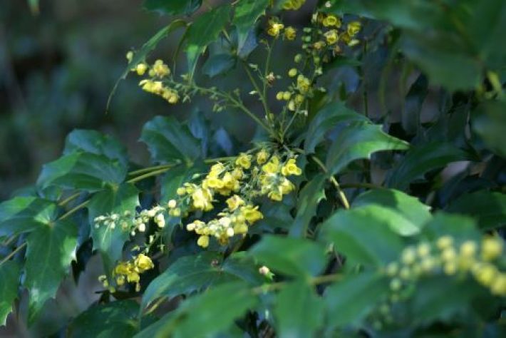 19年3月16日 春に咲く黄色い花その３ ヒイラギナンテン 小雀公園里山日記