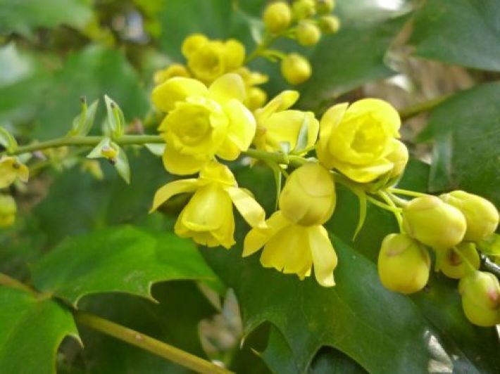 19年3月16日 春に咲く黄色い花その３ ヒイラギナンテン 小雀公園里山日記