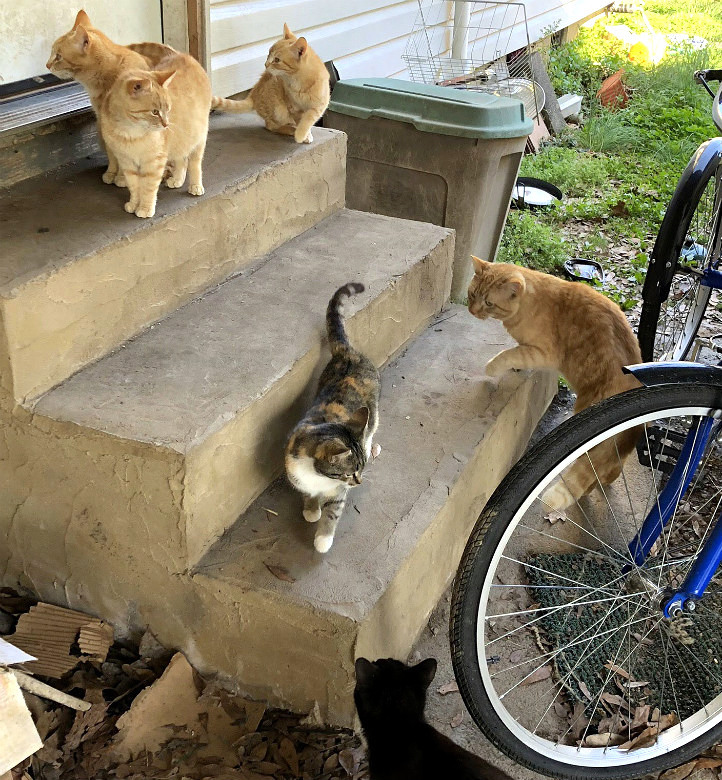 不思議な放浪猫と過ごした8ヶ月 : アメリカ南部ど田舎奮闘記