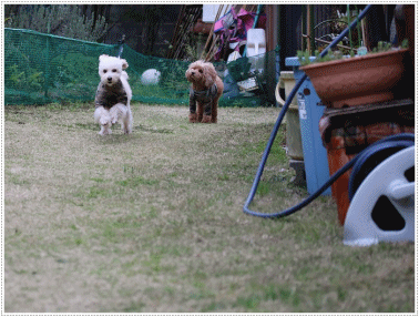 b0175688_19564520.gif