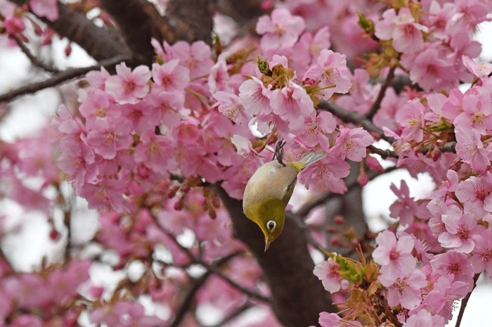 お花見　＜目白＞_e0248688_17594366.gif