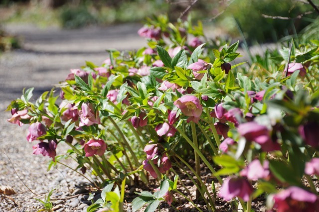 イングリッシュガーデンに咲く早春の花 Ⅱ_b0356401_22545757.jpg