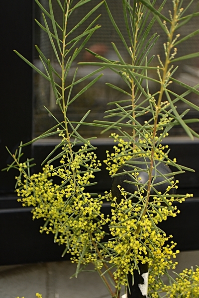 アカシア スノーウィーリバー / 600