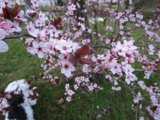 スモモのお花見 と 蜂の話 フランス Bons Vivants Des Marais