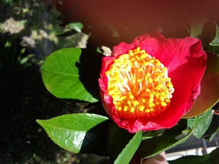 肥後椿 大野英子 南の魚座 福岡短歌日乗