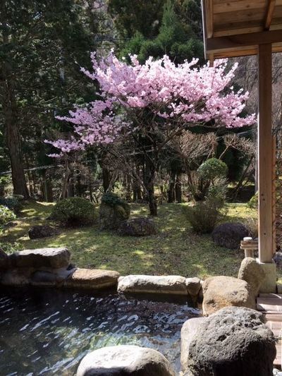 露天で花見もおつなもの_e0234016_20392547.jpg