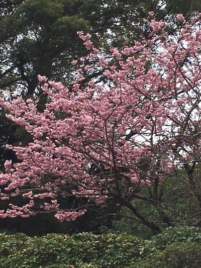 露天で花見もおつなもの_e0234016_20400520.jpg