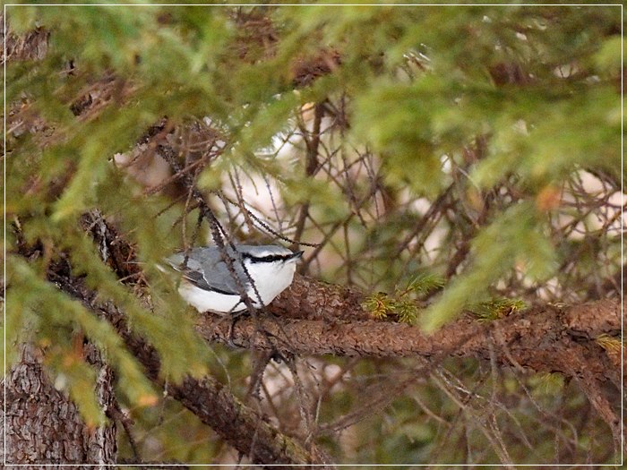 苫小牧で　ホオジロガモ♀　ハシブトガラ　シメ　シロハラゴジュウカラ　（３/９撮影） in Hokkaido_d0129921_2243380.jpg