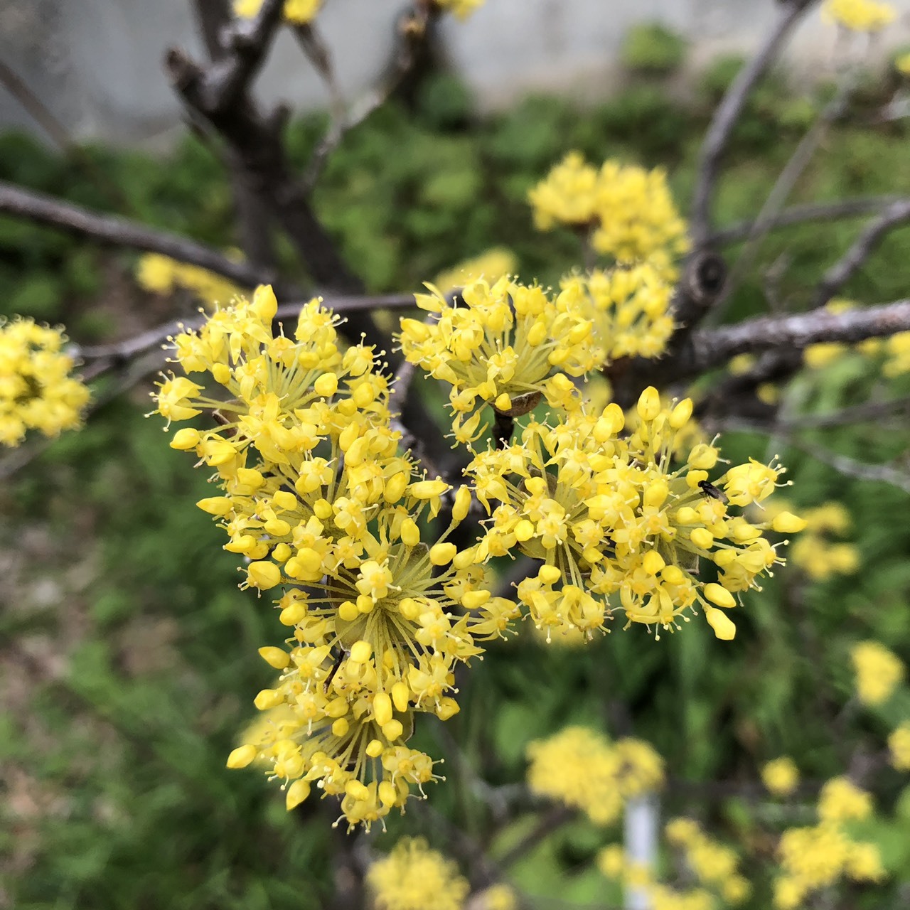 ３月１５日・春黄金花、サンシュユの花も満開です♡_f0370521_21303773.jpeg