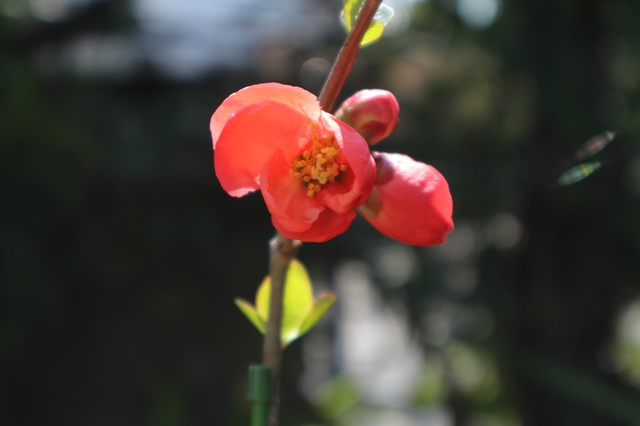 レンギョウ（連翹）の花＆里山歩き！_e0272335_162421.jpg