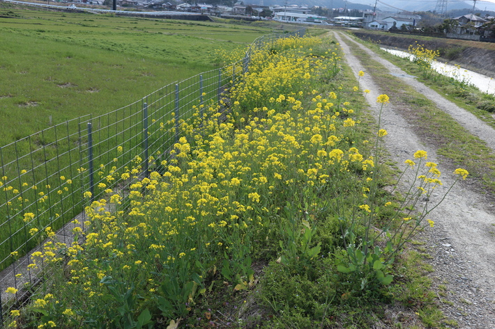 レンギョウ（連翹）の花＆里山歩き！_e0272335_1816979.jpg