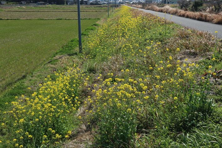 レンギョウ（連翹）の花＆里山歩き！_e0272335_18205376.jpg