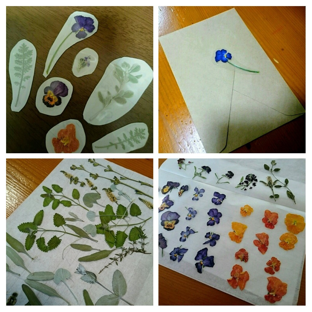 K 24 押し花 まつかぜ草 押し花アート 押し花素材 葉 最安 まつかぜ草