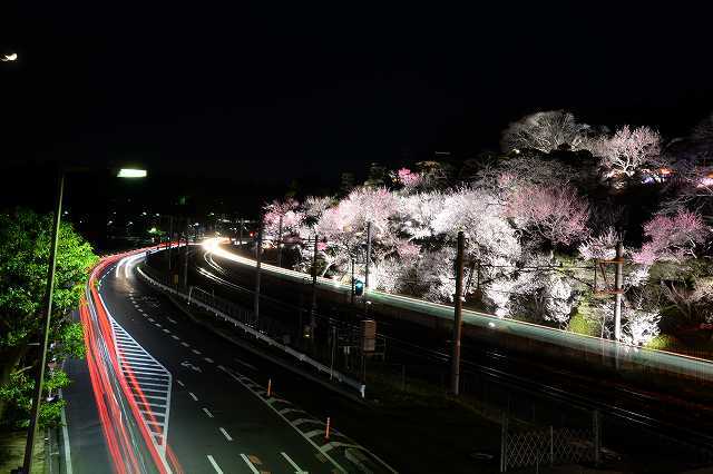 偕楽園 （観梅）光の散歩道2019_b0330744_00220198.jpg