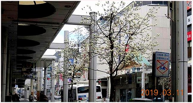 広島市 中央通りのハクモクレン 聚 糧 広島市 中央通りのハクモクレン 聚 糧