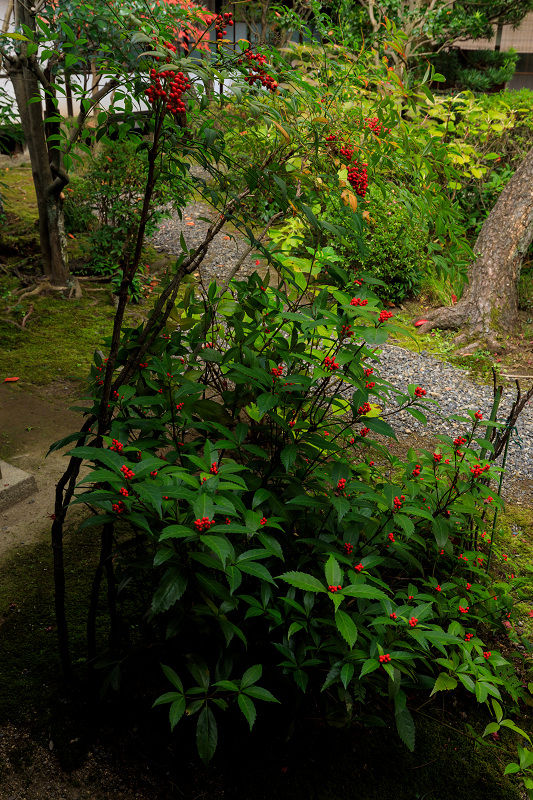 京の紅葉2018　彩りの廬山寺_f0155048_2325532.jpg