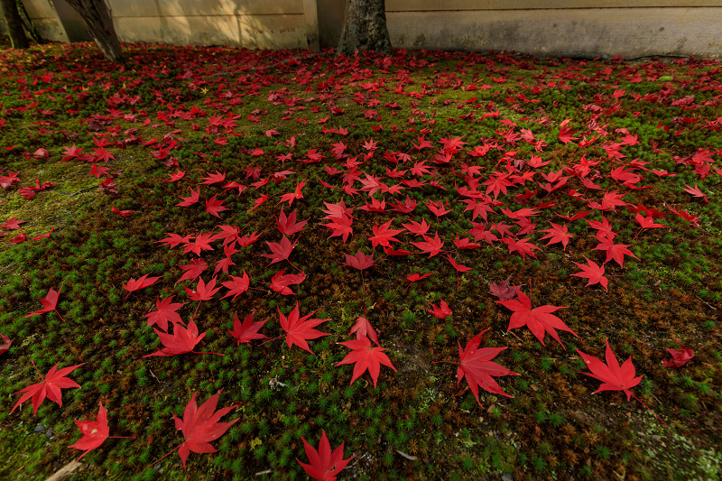 京の紅葉2018　彩りの廬山寺_f0155048_23291576.jpg