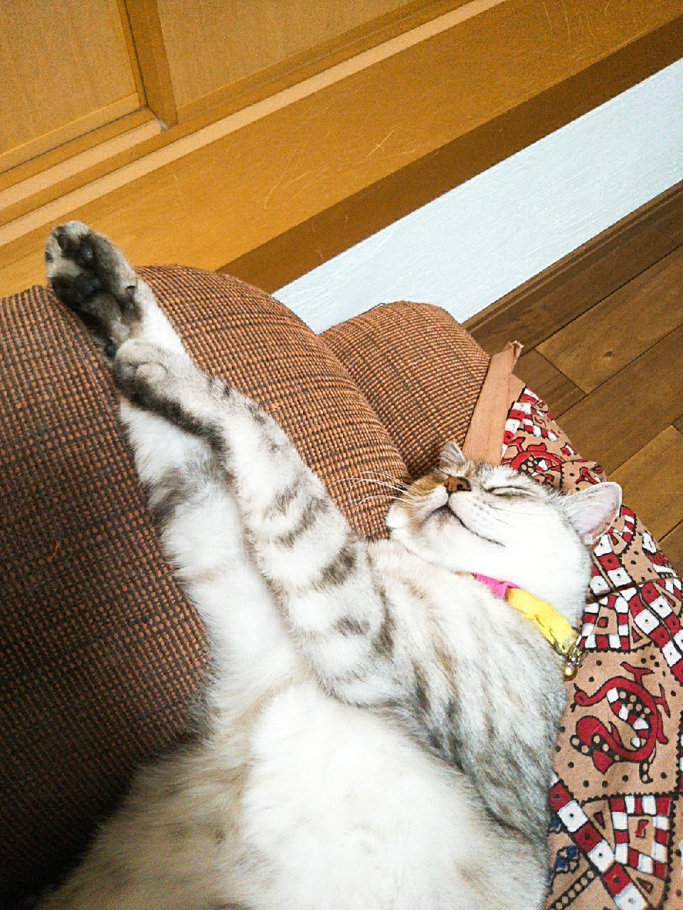 へそ天ねこ なんくるないさ ワンッ にゃん へそ天ねこ なんくるないさ ワンッ にゃん