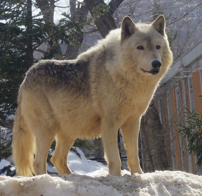 3月14日の円山動物園のホッキョクグマ・オオカミ・アジアゾーン_b0014576_05062994.jpg