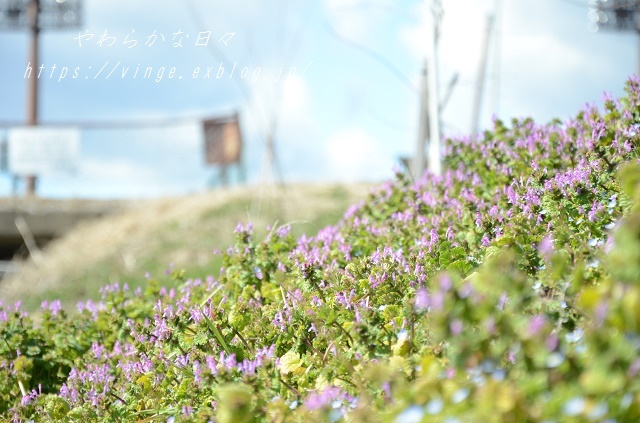 親しらず顛末_a0158478_21174335.jpg