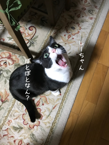 猫が失敗したときは_a0216583_23334636.png