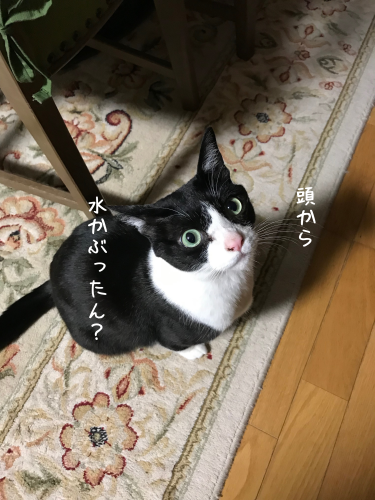 猫が失敗したときは_a0216583_23334907.png