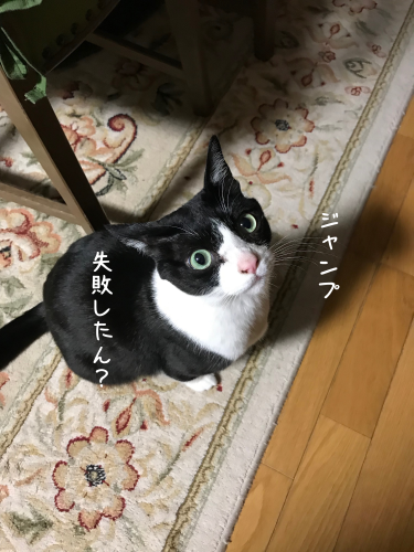 猫が失敗したときは_a0216583_23335260.png