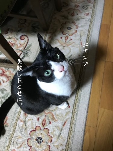 猫が失敗したときは_a0216583_23335857.png