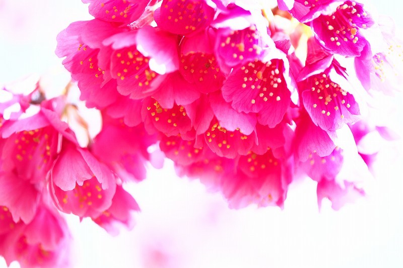 向島百花園_e0348392_15354683.jpg