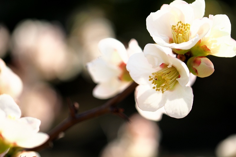 向島百花園_e0348392_15360074.jpg