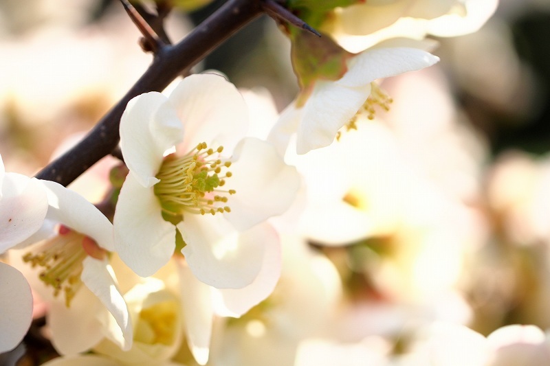 向島百花園_e0348392_15360563.jpg