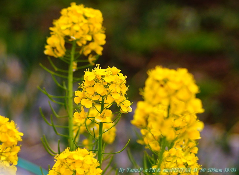 春ですね、smcPENTAX-M  80-200mm f4.5編_e0348797_10101678.jpg