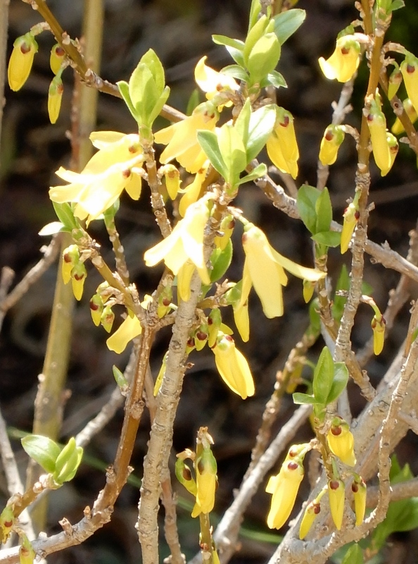 e0025300_18275740.jpg