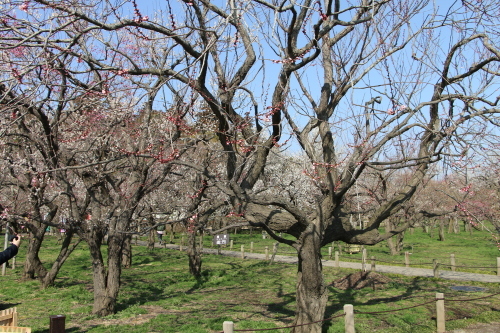 偕楽園・水戸の梅まつり・１_c0075701_09134876.jpg