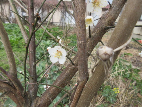 梅・鶯・大失敗の巻　など_a0203003_18041152.jpg