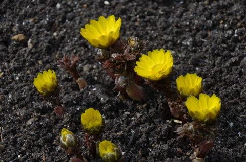 福寿草の花_c0171406_11332909.jpg