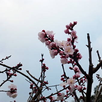 朝RUNのコース沿いにも花が咲いています。_c0195909_10131362.jpg