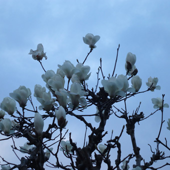 朝RUNのコース沿いにも花が咲いています。_c0195909_10132407.jpg