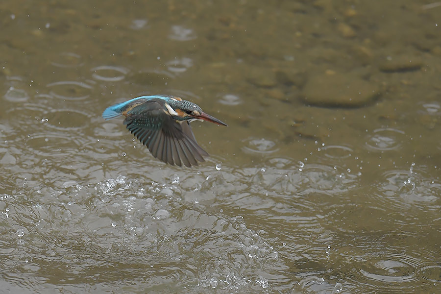 190316 公園脇　雌朝の様子_c0278820_17255487.jpg