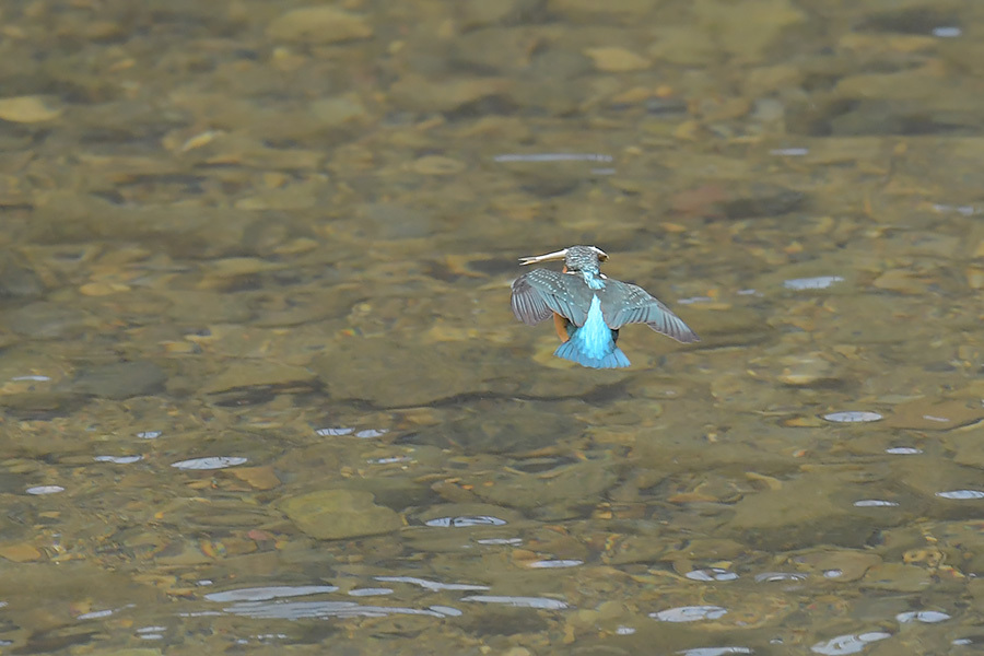 190316 公園脇　雌朝の様子_c0278820_17503789.jpg