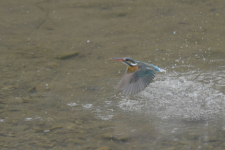 190316 公園脇　雌朝の様子_c0278820_18143216.jpg