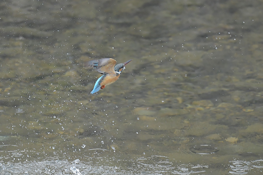 190316 公園脇　雌朝の様子_c0278820_18300367.jpg