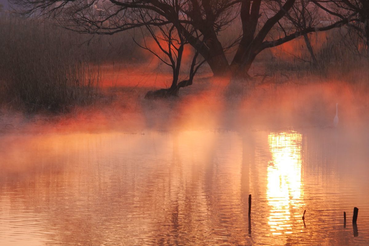 多々良沼の葦焼き２０１９（１）・・・ケアラシの夜明け_a0031821_17031806.jpg