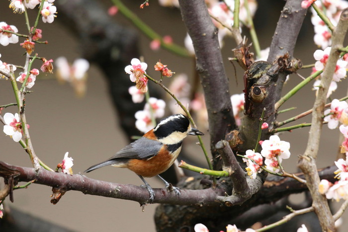 ヤマガラ　３月１日_f0275135_8491620.jpg