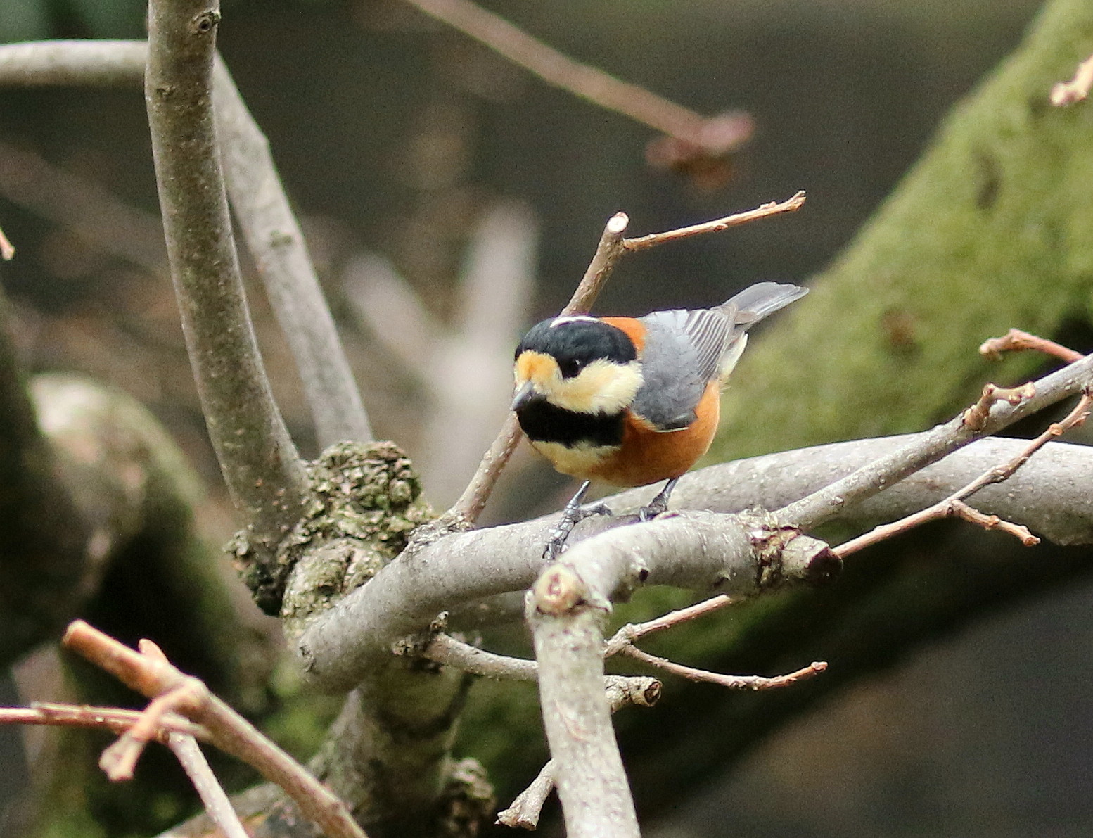 ヤマガラ　３月１日_f0275135_85121100.jpg