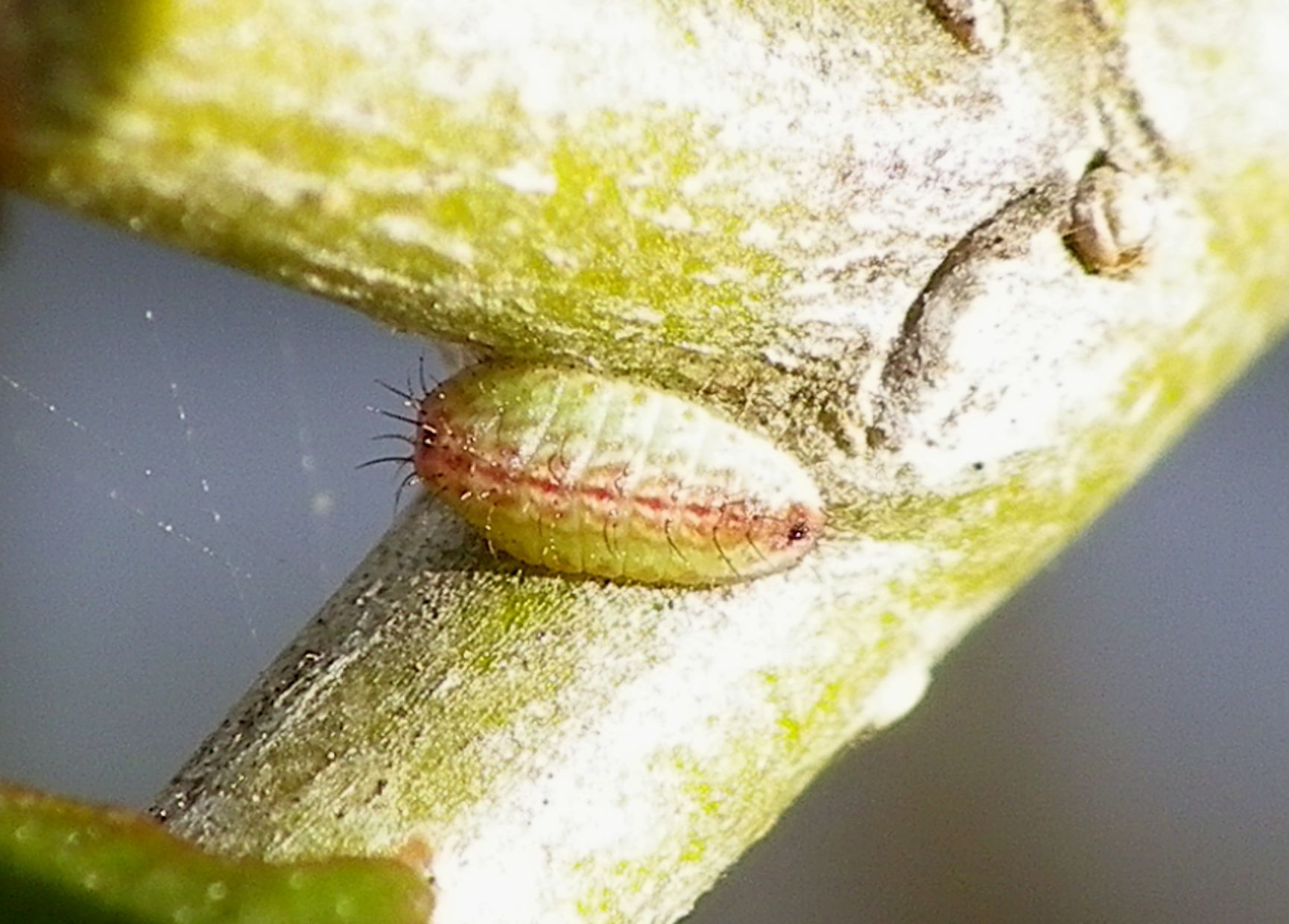 ウラゴマダラシジミの幼虫 3月16日_d0254540_15582277.jpg