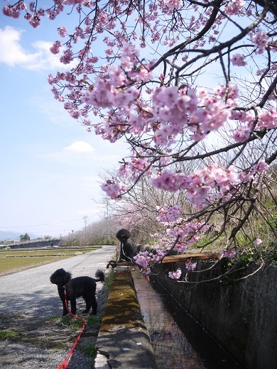 桜の散歩道_b0315343_03495167.jpg