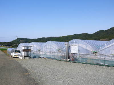熊本ぶどう 社方園 芽吹きの様子(2022) その2:芽吹いたばかりの新芽を早くも芽カギする匠の技_a0254656_17020734.jpg