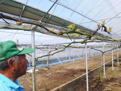 熊本ぶどう 社方園 芽吹きの様子(2022) その2:芽吹いたばかりの新芽を早くも芽カギする匠の技_a0254656_17193460.jpg