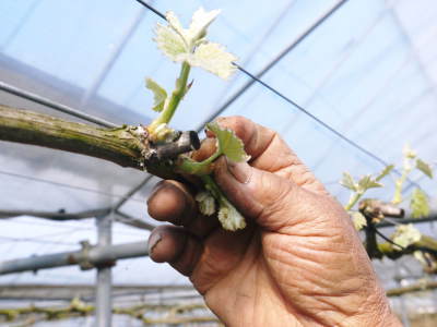 熊本ぶどう 社方園 芽吹きの様子(2022) その2:芽吹いたばかりの新芽を早くも芽カギする匠の技_a0254656_18011981.jpg
